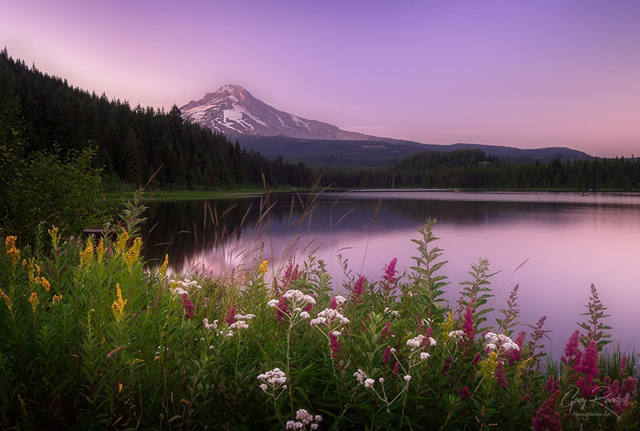 Wildflowers in front of Mt Hood | Photography by Gary Randall