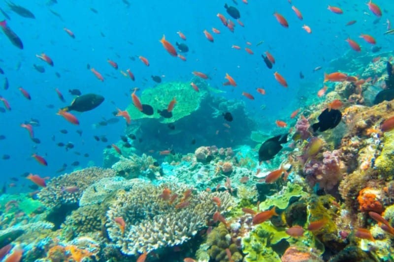 Coral reef and fish in Koh Tao, Thailand