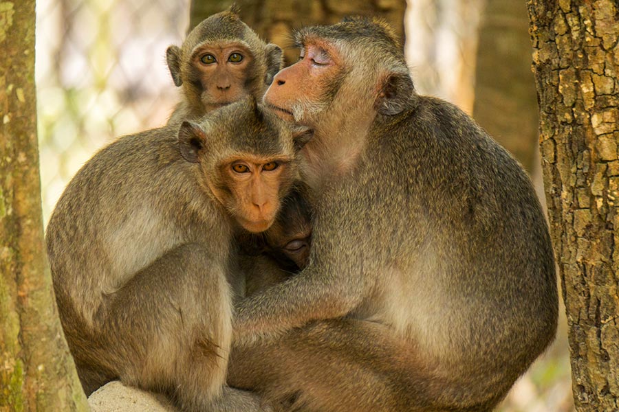 Wild macaques at Phnom Tamao Zoological Park and Wildlife Rescue Center 