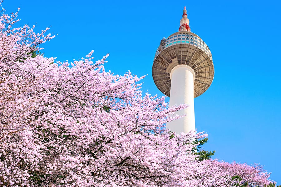N Seoul Tower with cherry blossom