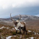5 Best Winter Destinations in Scotland