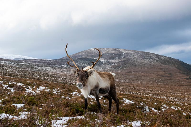 Reindeer in Cairngorms National Park