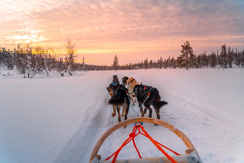 Husky-sledding in Rovaniemi - Stunning places to visit in Europe in January