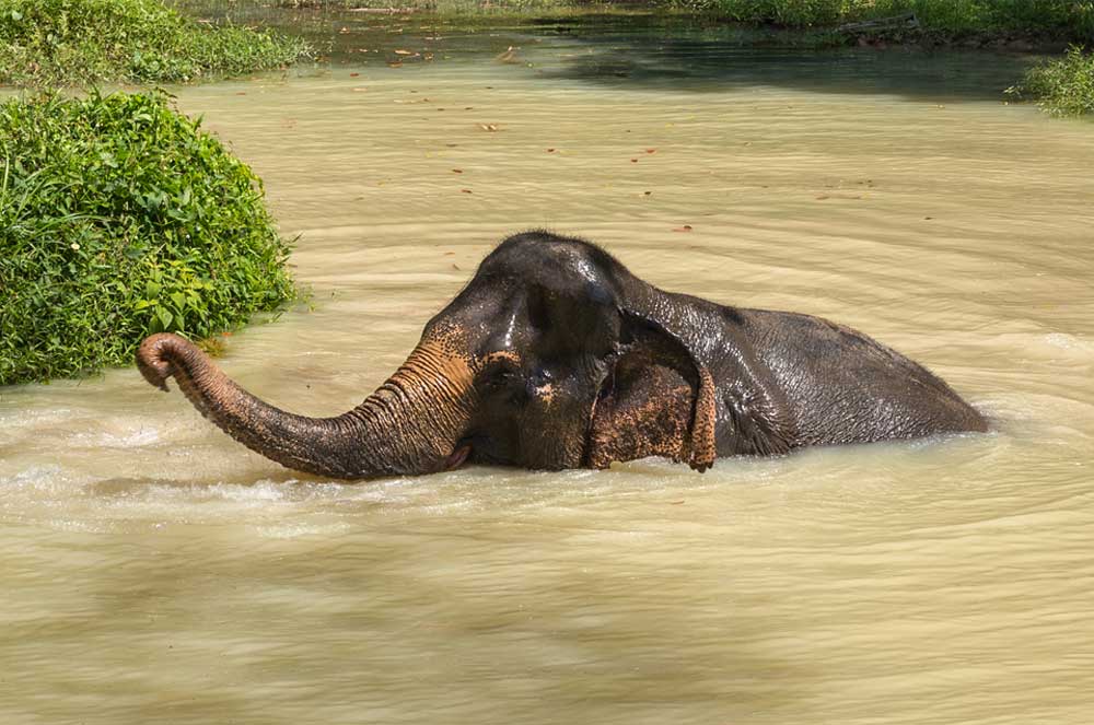 Visit Elephant Sanctuary in Phuket