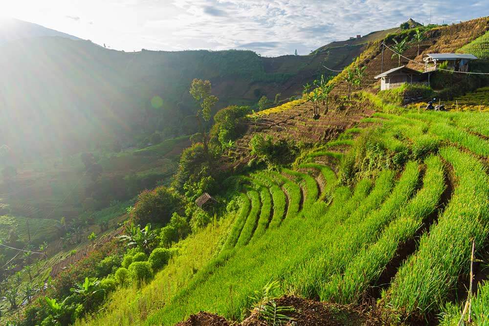 Explore the rice fields of Majalengka - Hidden Gems of Indonesia