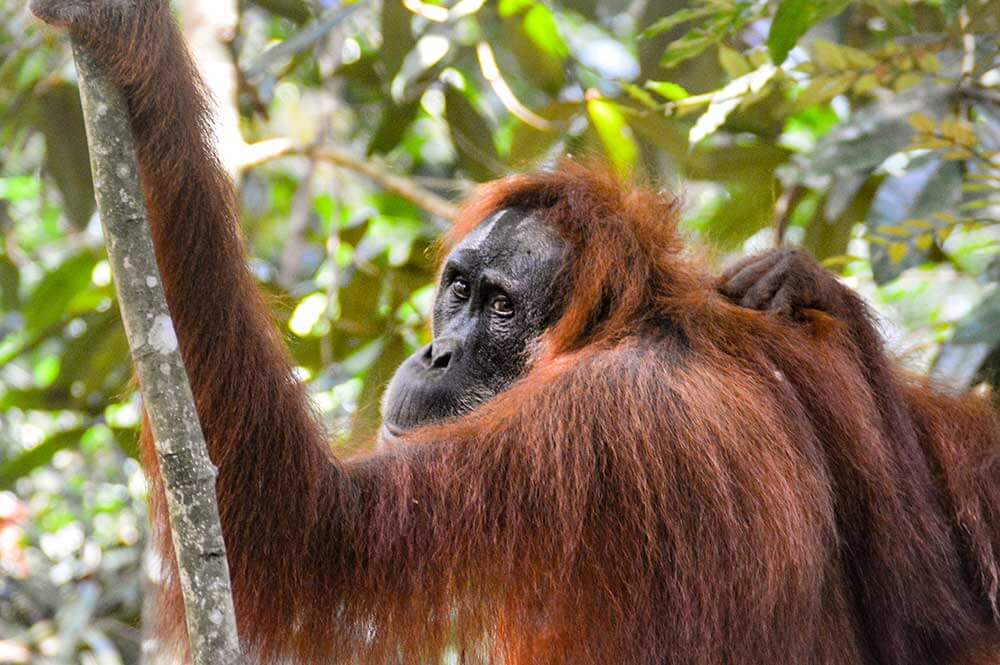 See orangutans in Tanjung Puting National Park