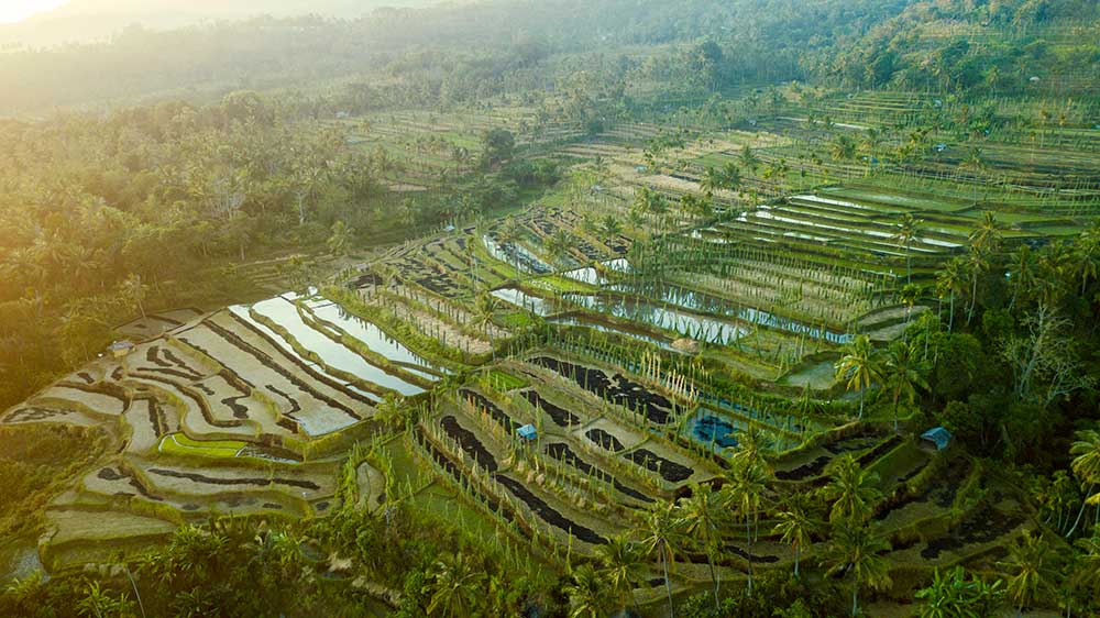 Explore the landscape and rice fields of Tetebatu, Lombok
